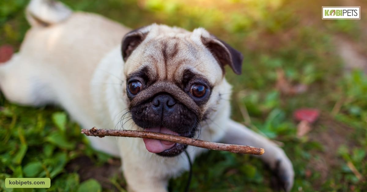 13 Ways to Stop Your Pug Puppy From Biting You
