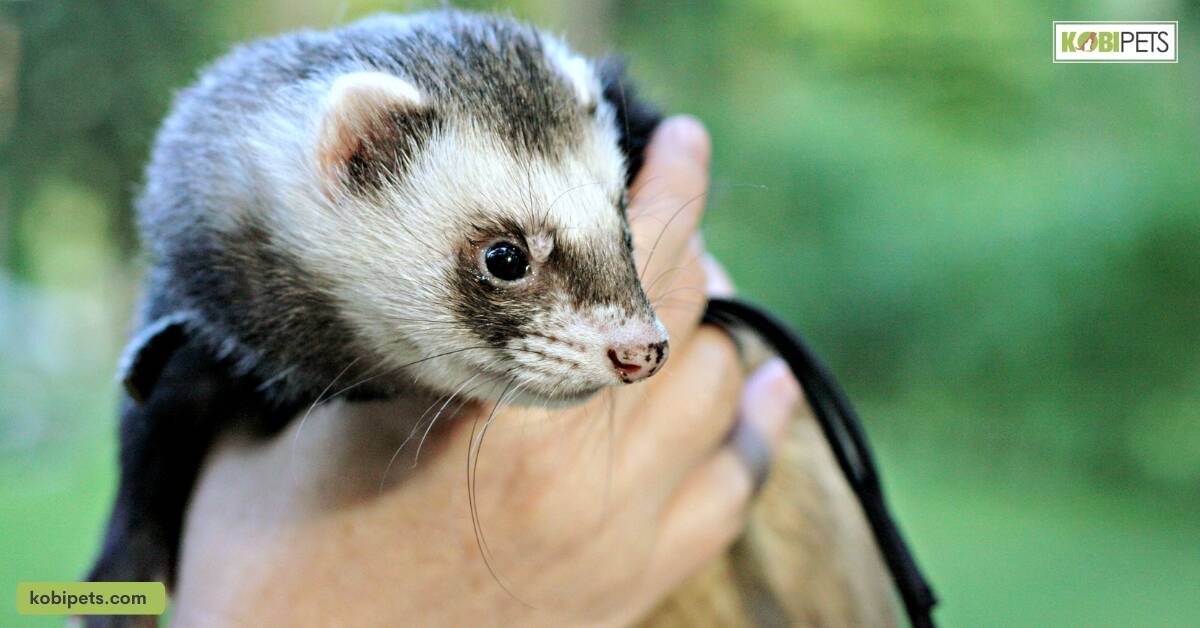 Rabbits, Rodents, and Ferrets