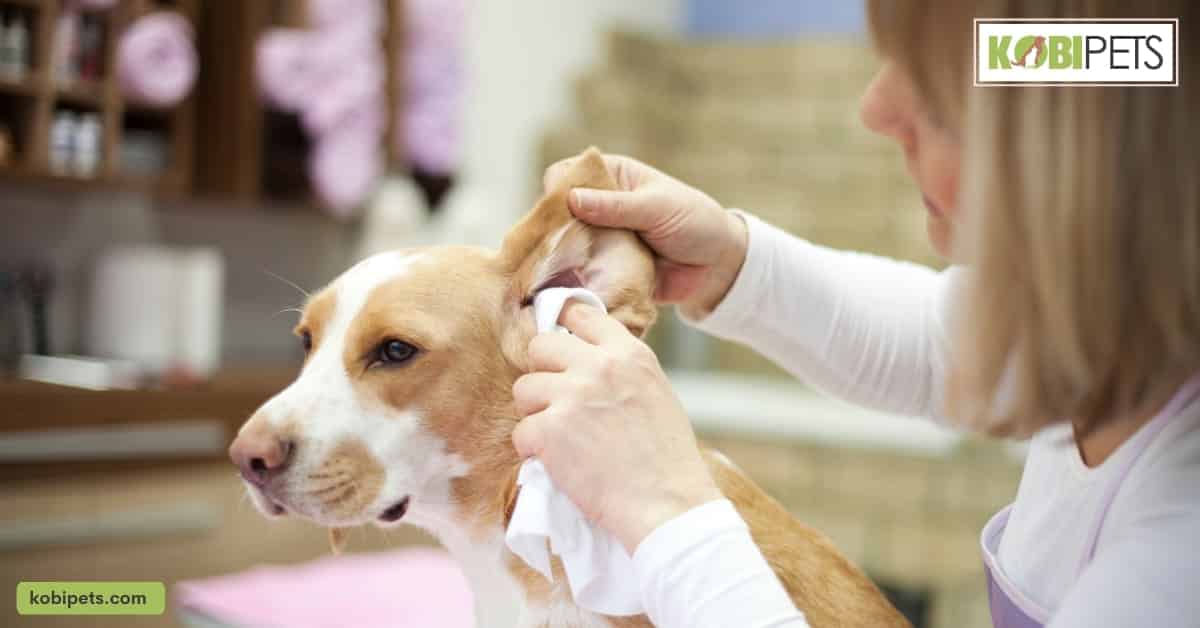 dog ear cleaning