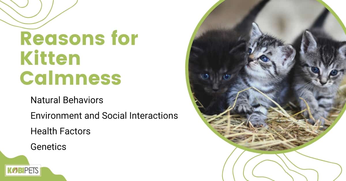 Reasons for Kitten Calmness