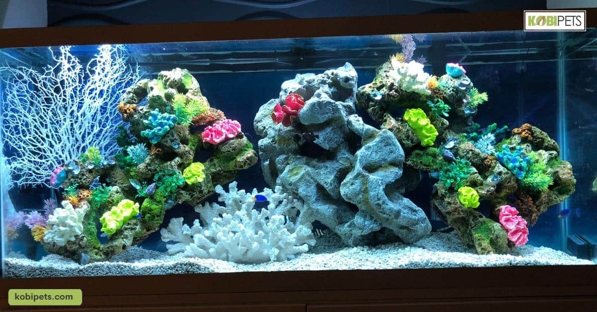 How to Test the Water in Your Fish Tank