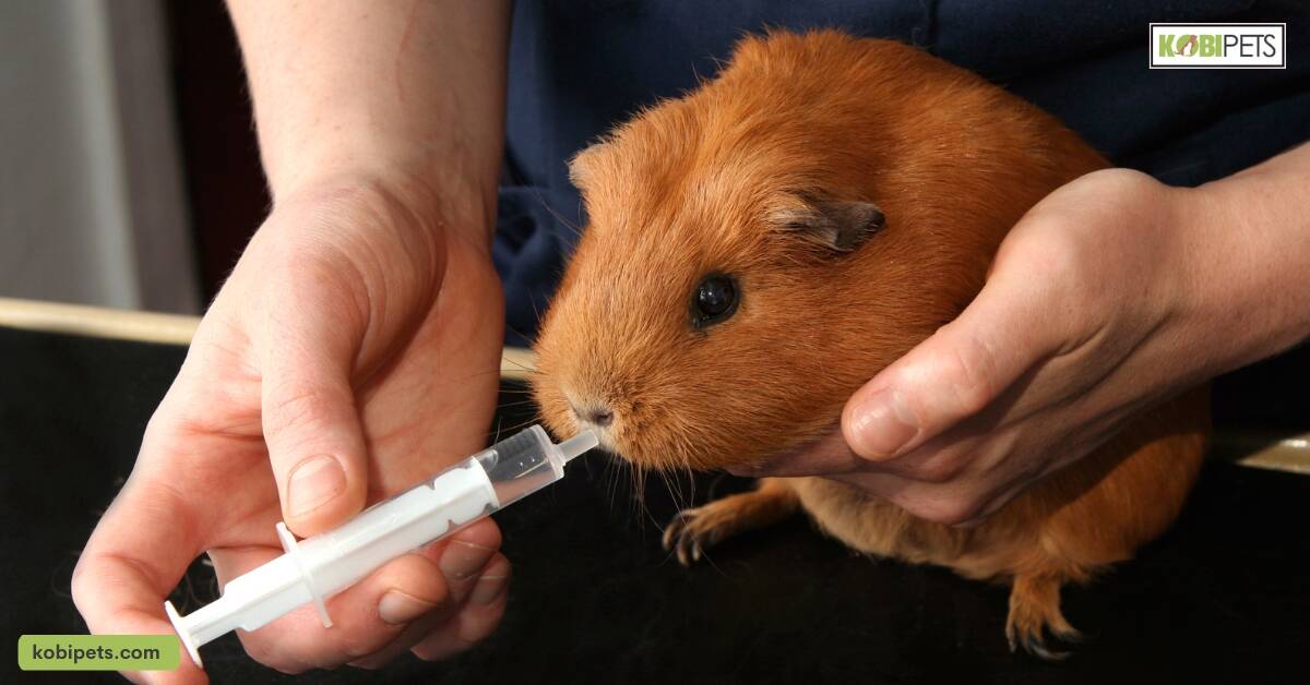 Regular Veterinarian Visits