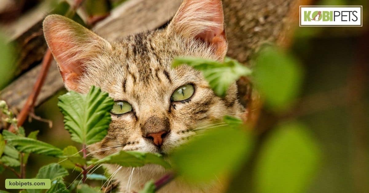 Regulations and Laws Around Keeping Wild Animals as Pets