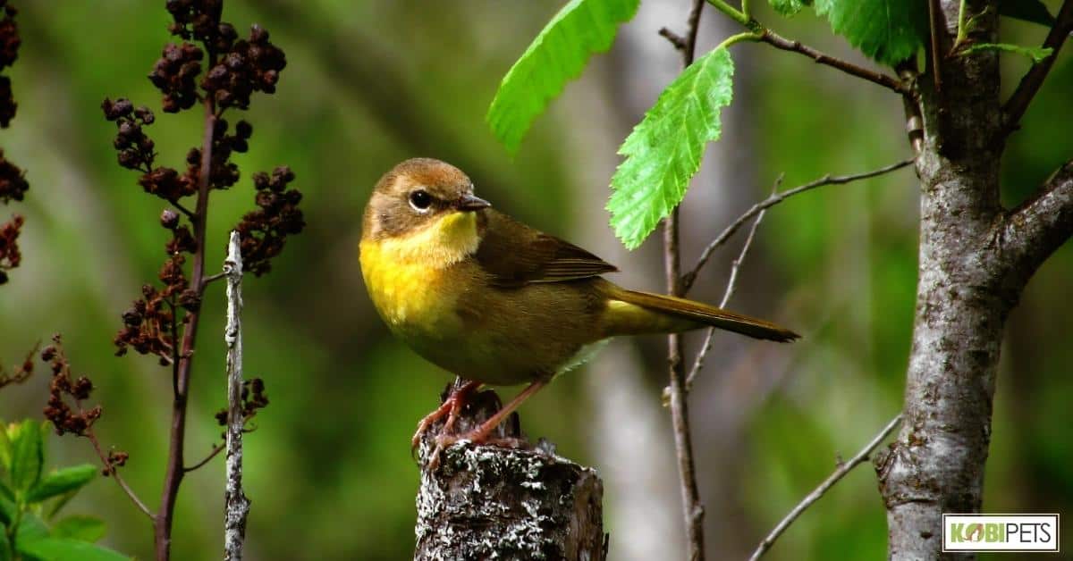 Researching Different Bird Species
