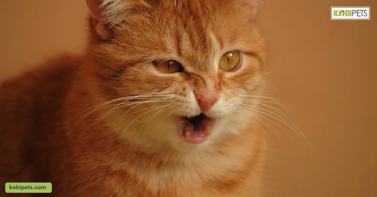 How To Tell If Your Cat Is Sick? 21 Signs and Symptoms