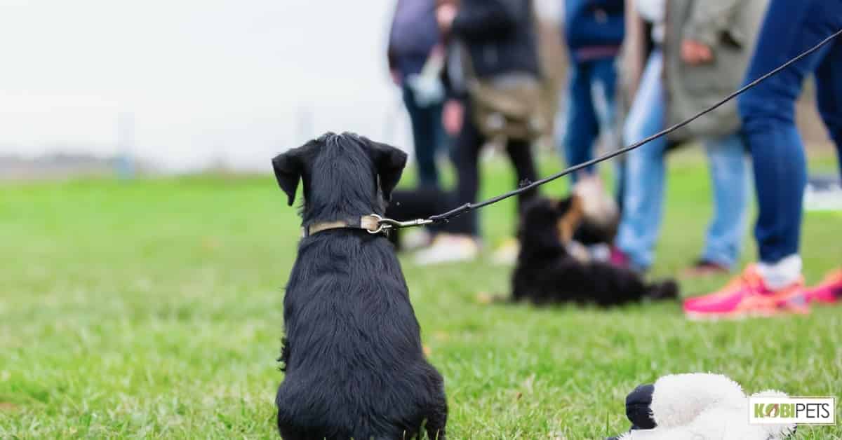 Standard leash