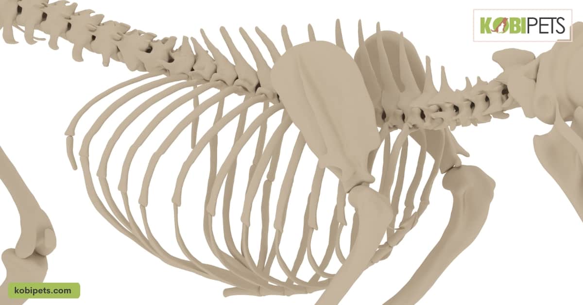 Ribs 