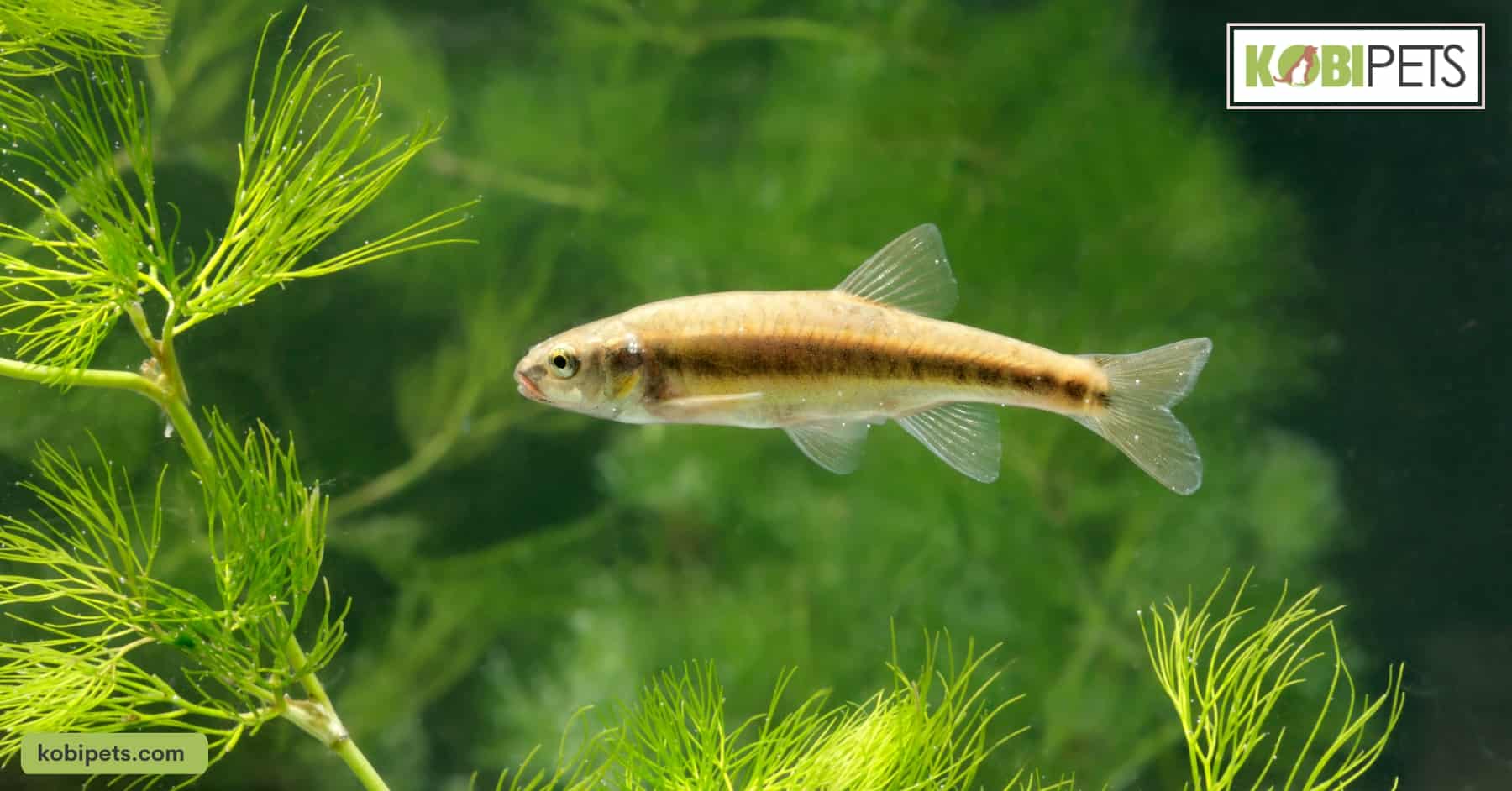 Rosy Red Minnow