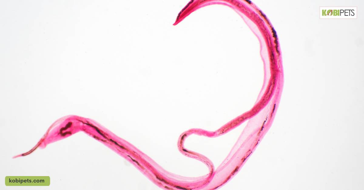 Roundworm: Symptoms, Prevention & Treatment