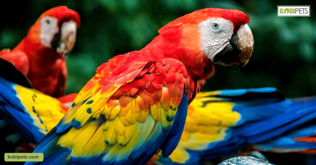 8 Exotic Birds That Make Unique and Beautiful Pets