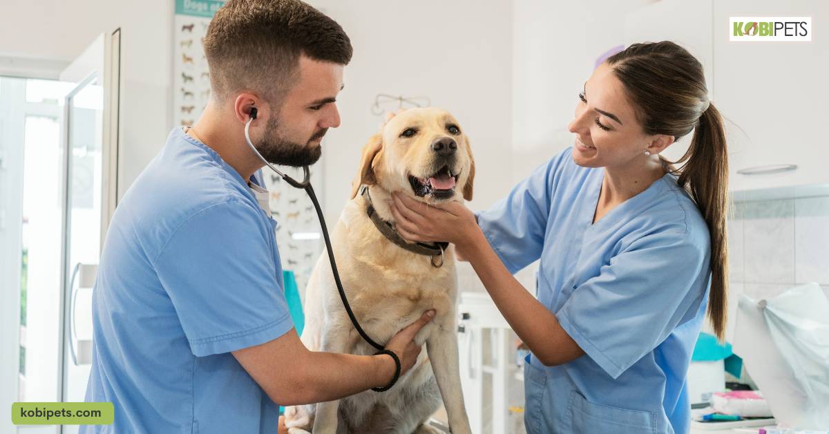 Seeking Professional Help for Your Pet's Behavioral Needs