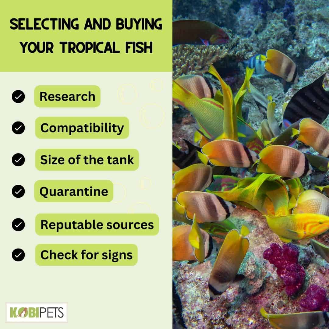 Selecting and Buying Your Tropical Fish