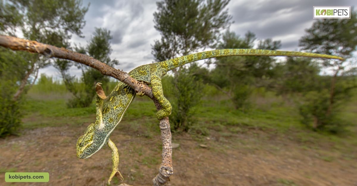 Senegal Chameleon