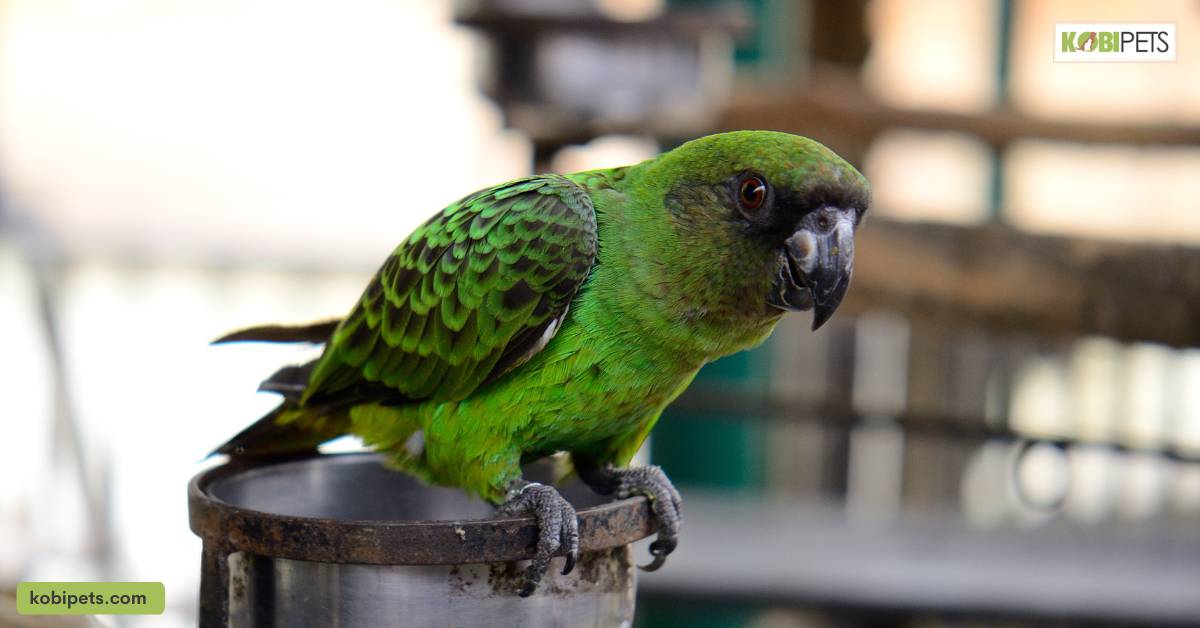 Senegal Parrot