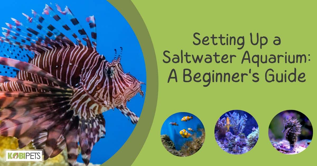 Setting Up a Saltwater Aquarium: A Beginner’s Guide