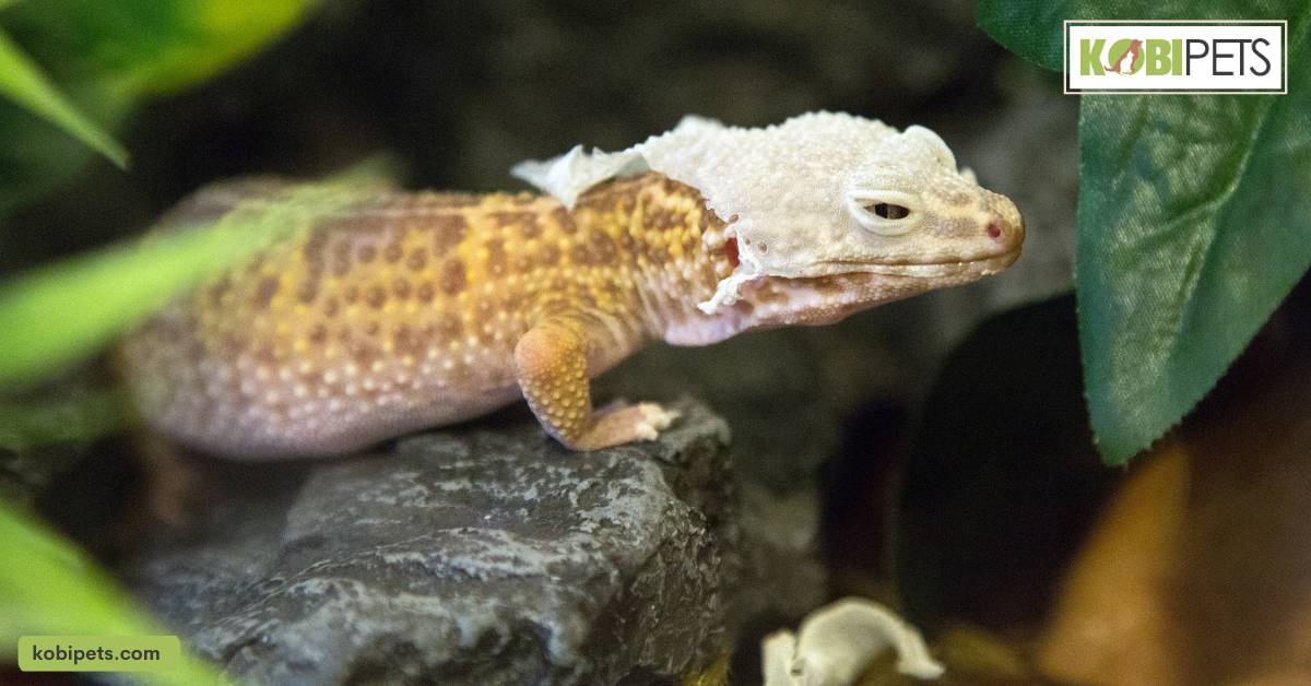 Shedding and Brumation