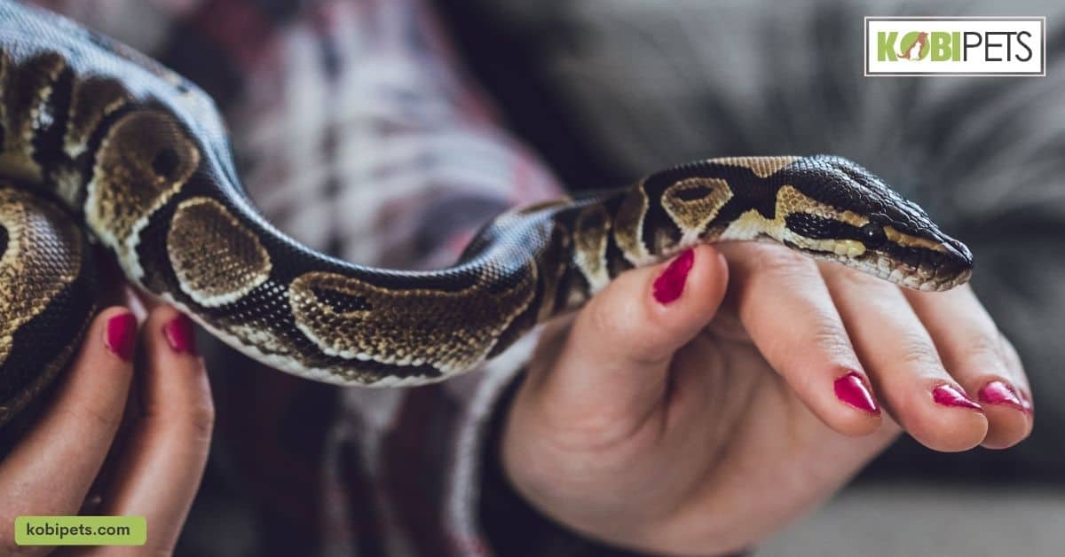 Should Wild Animals be Kept as Pets