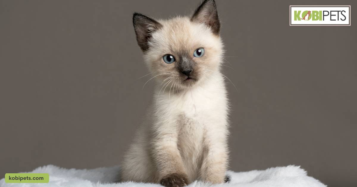 Siamese