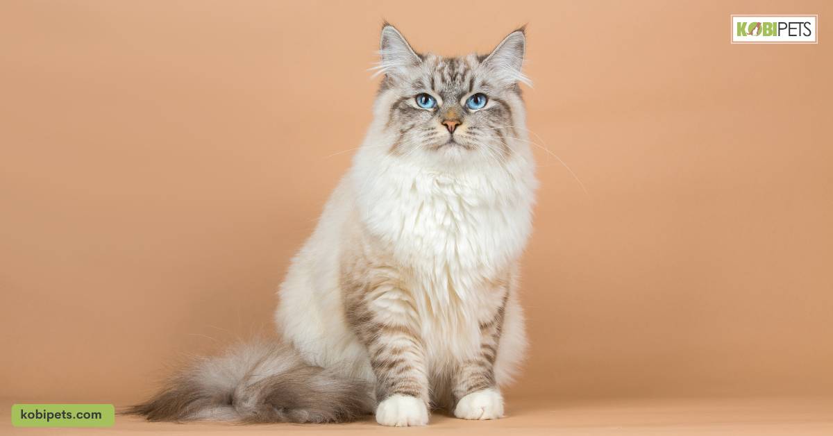 Siberian Cats