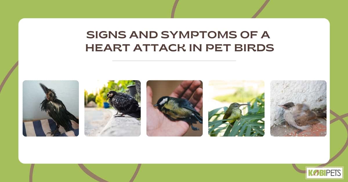 Signs and Symptoms of a Heart Attack in Pet Birds