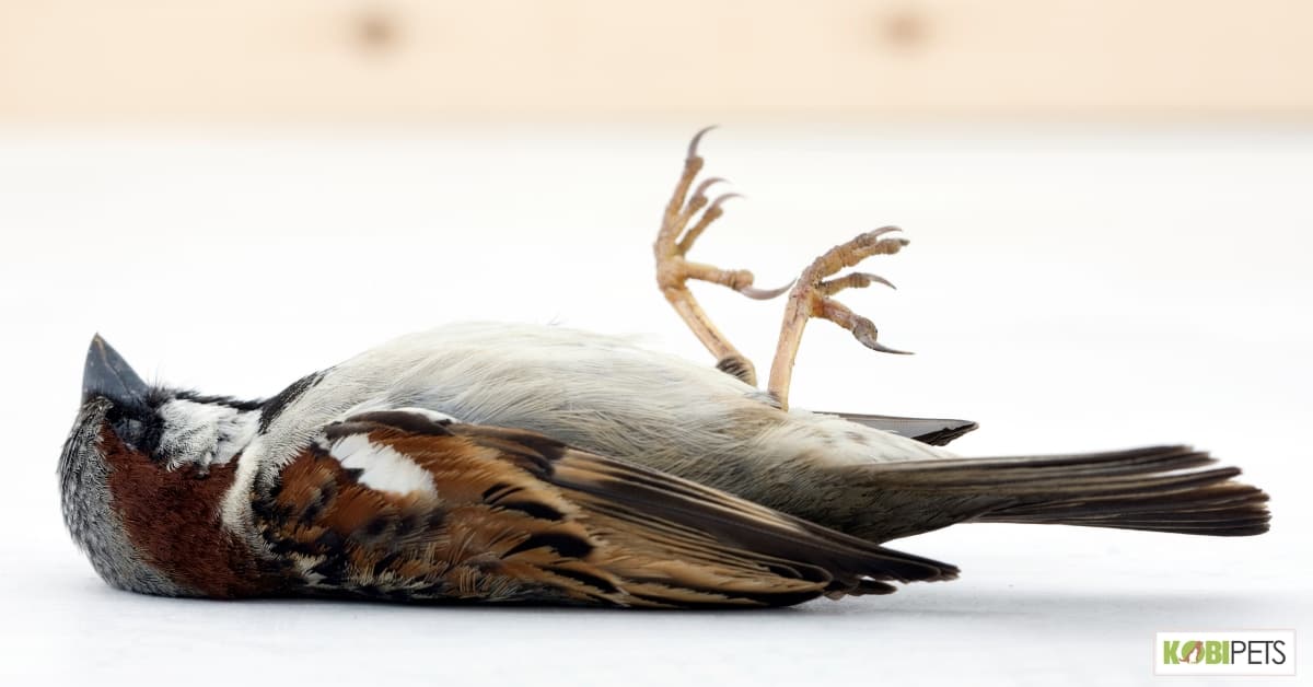 Signs and Symptoms of a Heart Attack in Pet Birds