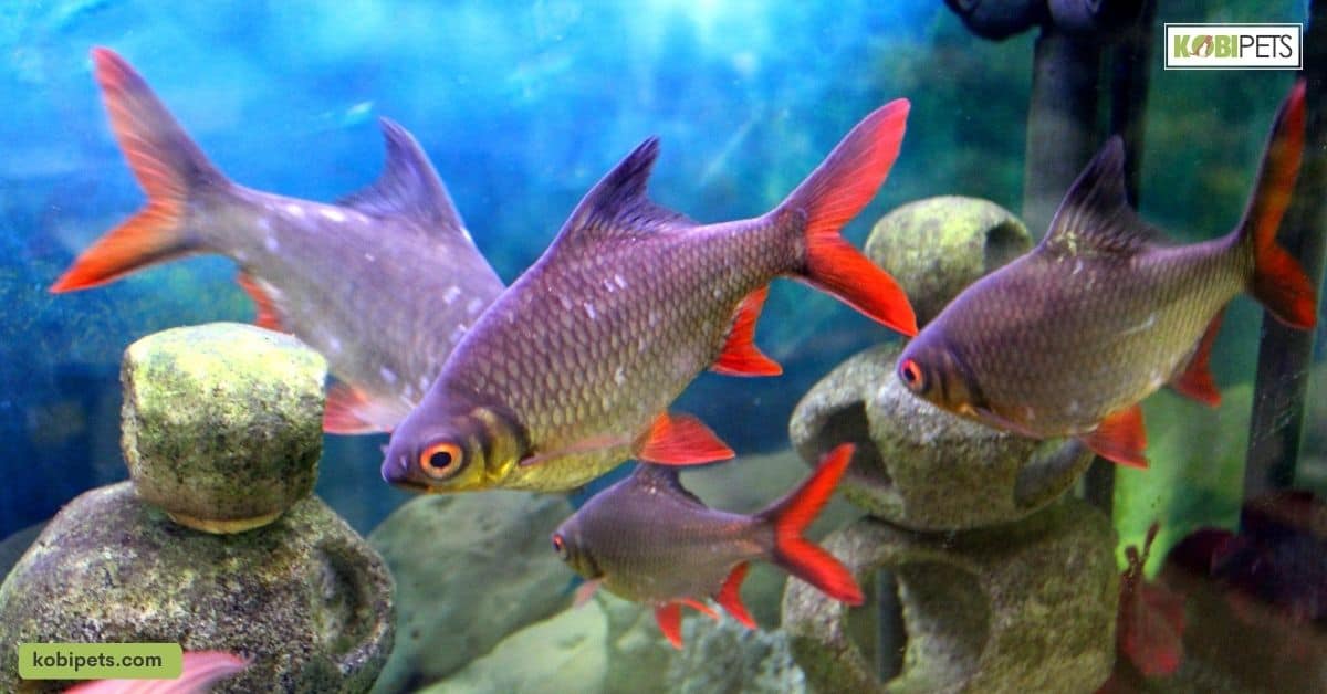 Signs and Symptoms of Parasite Infestation in Tropical Fish