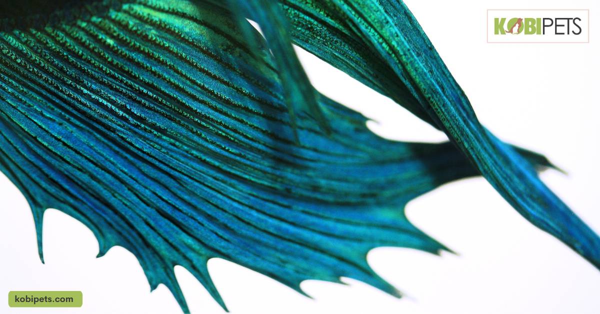 Signs of Cannibalism in Fish