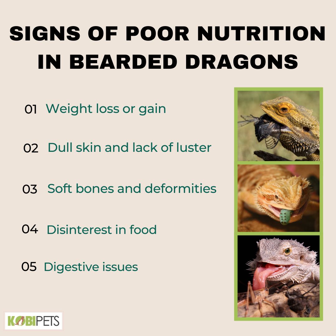 Feeding Guide for Your Bearded Dragon