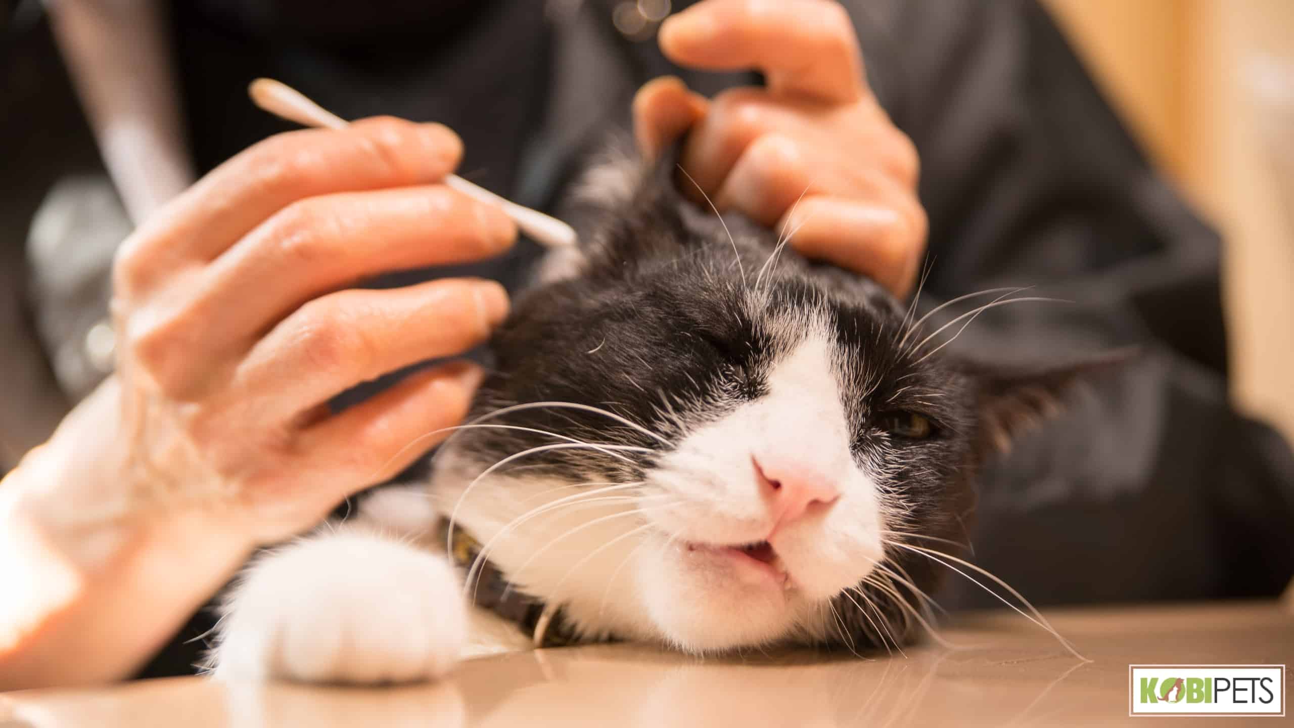 Signs of Potential Ear Issues