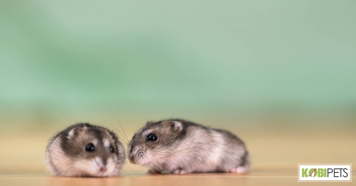 Small animals training