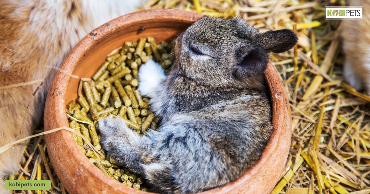 16 Sounds That Rabbits Make and What They Mean