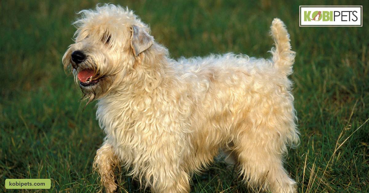 Soft-Coated Wheaten Terrier