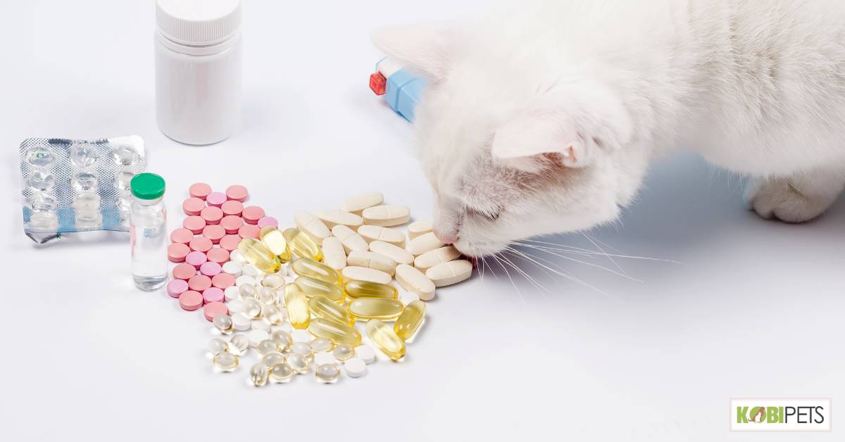 Special dietary needs (such as for overweight or elderly cats)