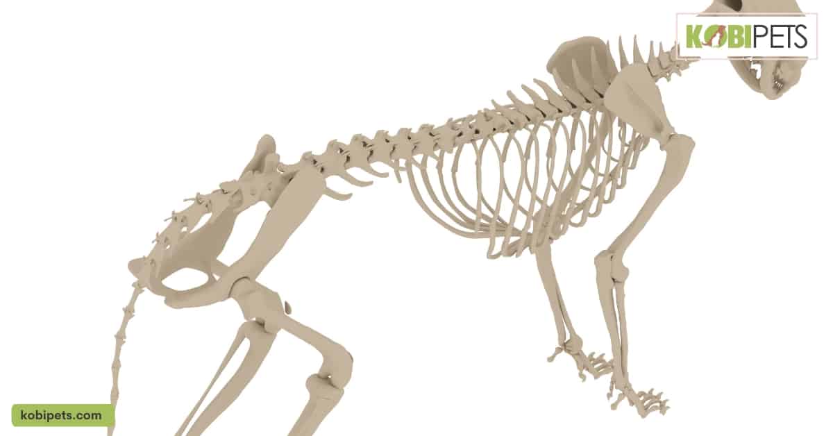 Spinal Colum