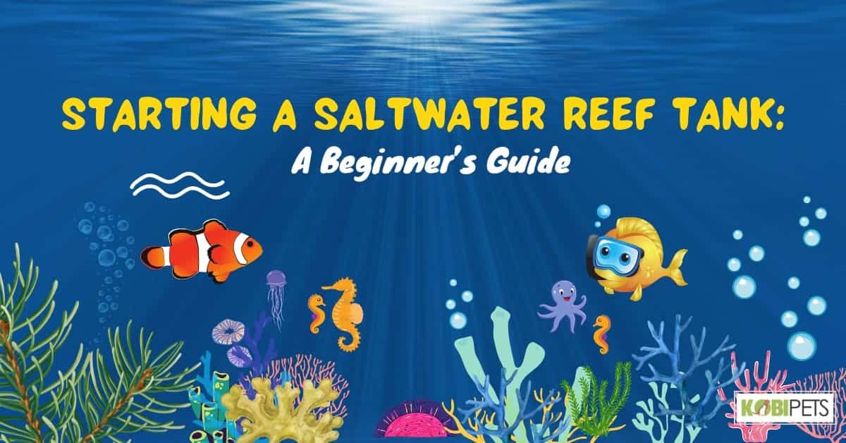 Starting a Saltwater Reef Tank: A Beginner’s Guide