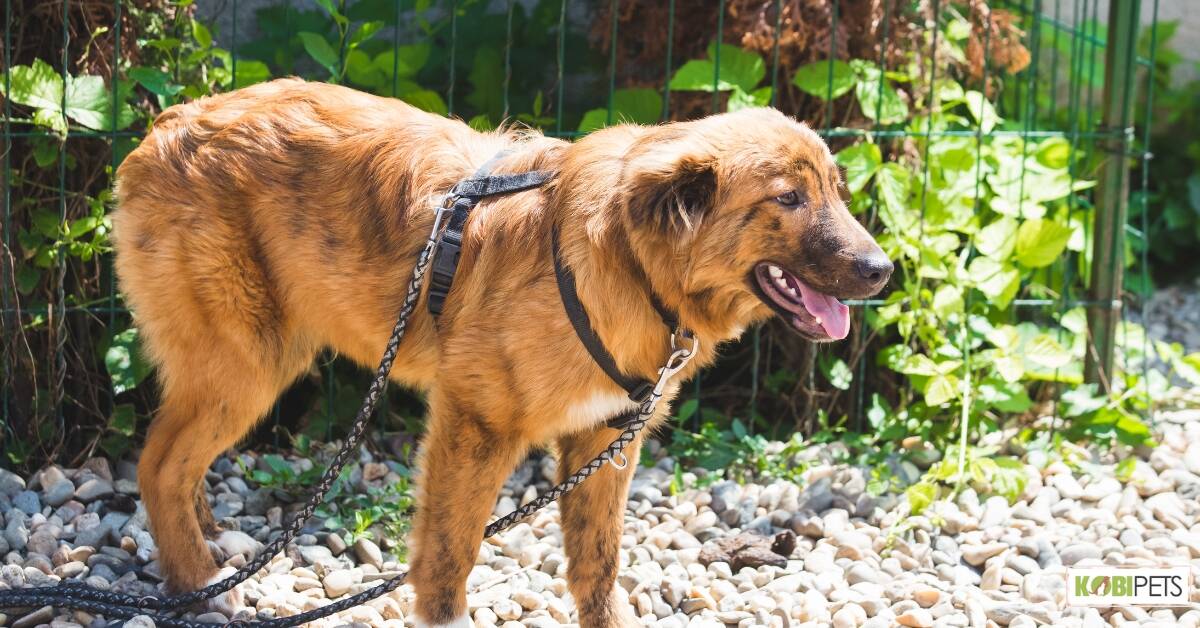 Step-in harness