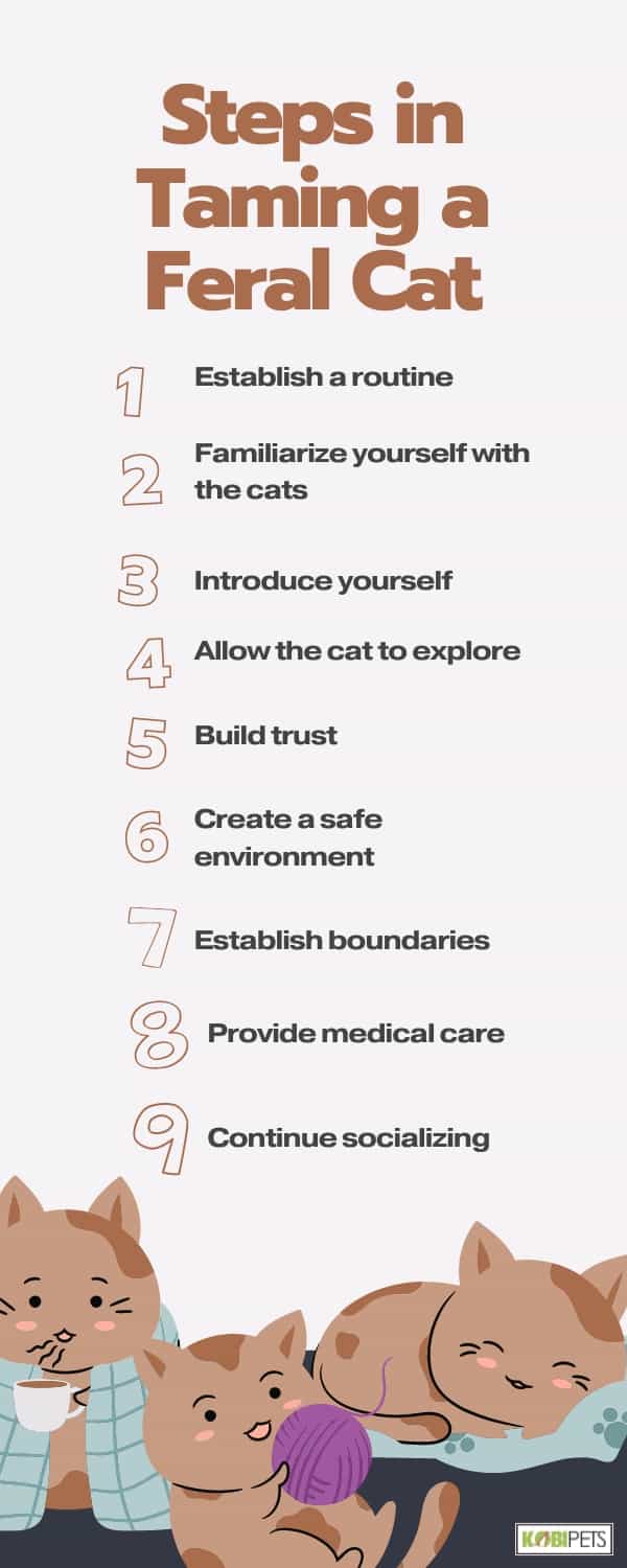 Steps in Taming a Feral Cat
