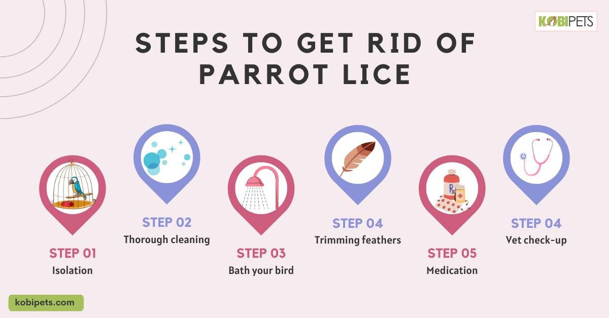 How to Identify and Get Rid of Parrot Lice