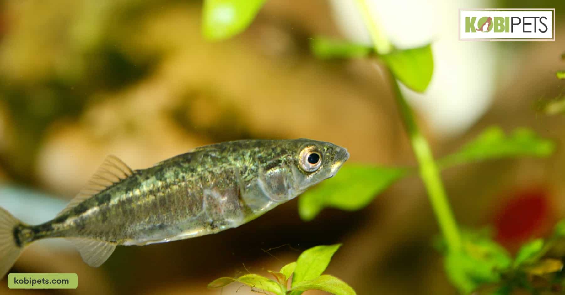 Stickleback