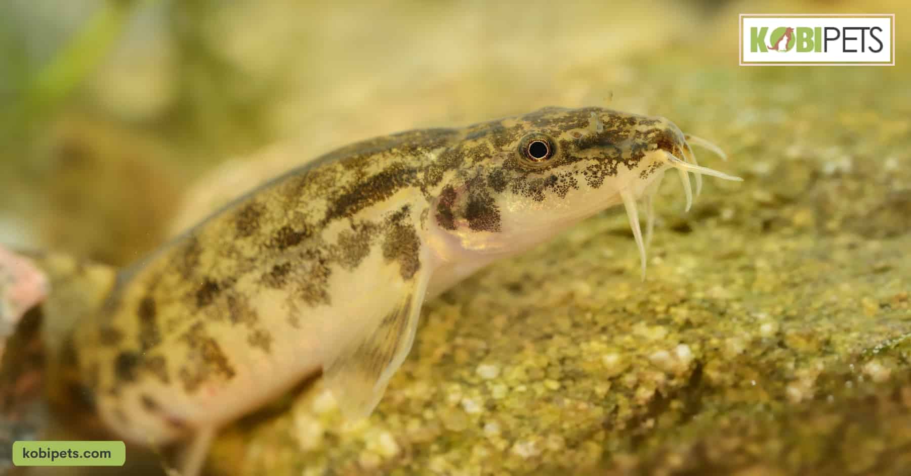 Stone Loach