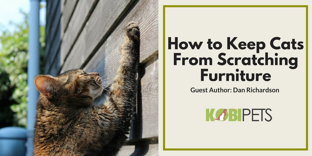 How To Stop Your Cat From Scratching Your Furniture