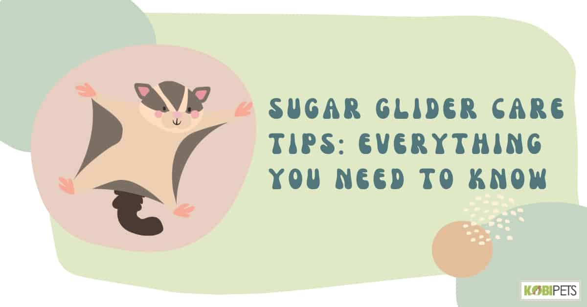 Sugar Glider Care Tips: Everything You Need To Know