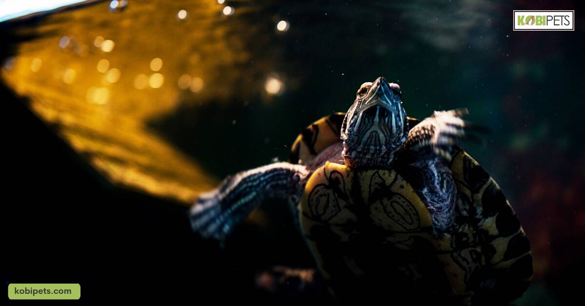How to Care for Pet Red-Eared Slider Turtles?