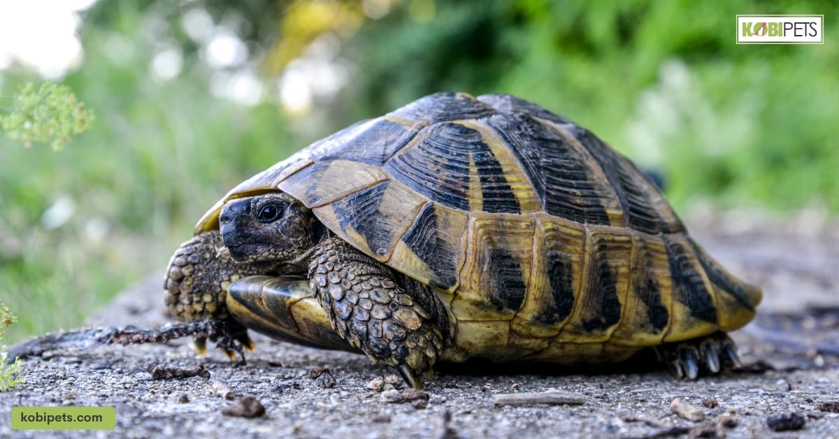 Can A Turtle Survive Without Its Shell?