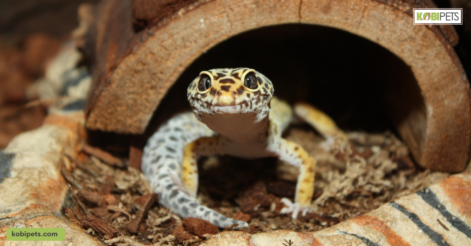 Does a Gecko Need a Heat Lamp?