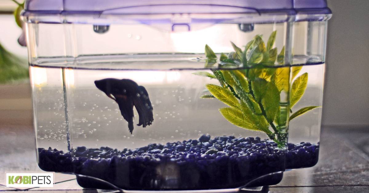 Swim Bladder Disorder
