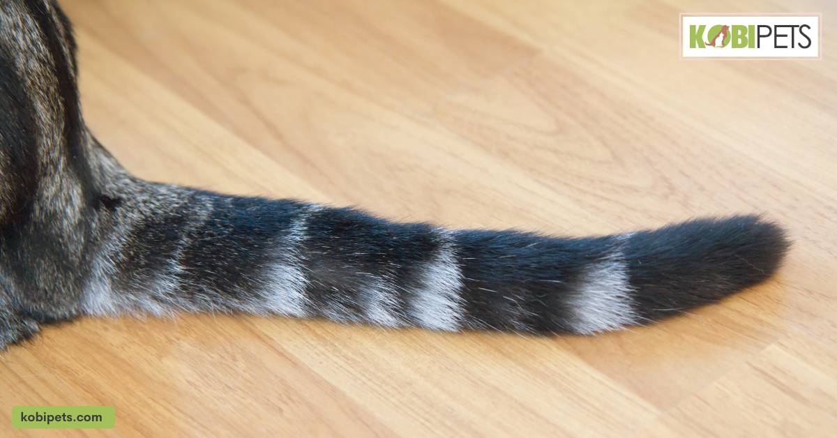Tail Bones 