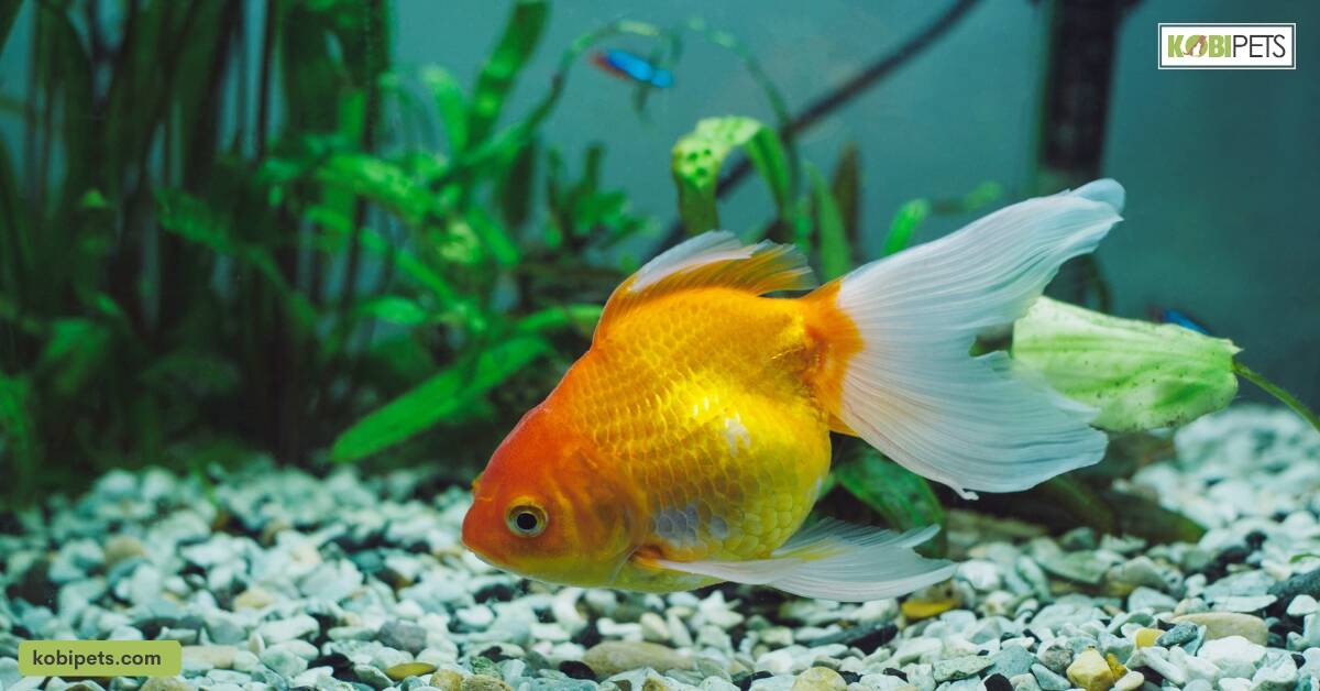 Tank Requirements for Blood Parrot Cichlid Fish