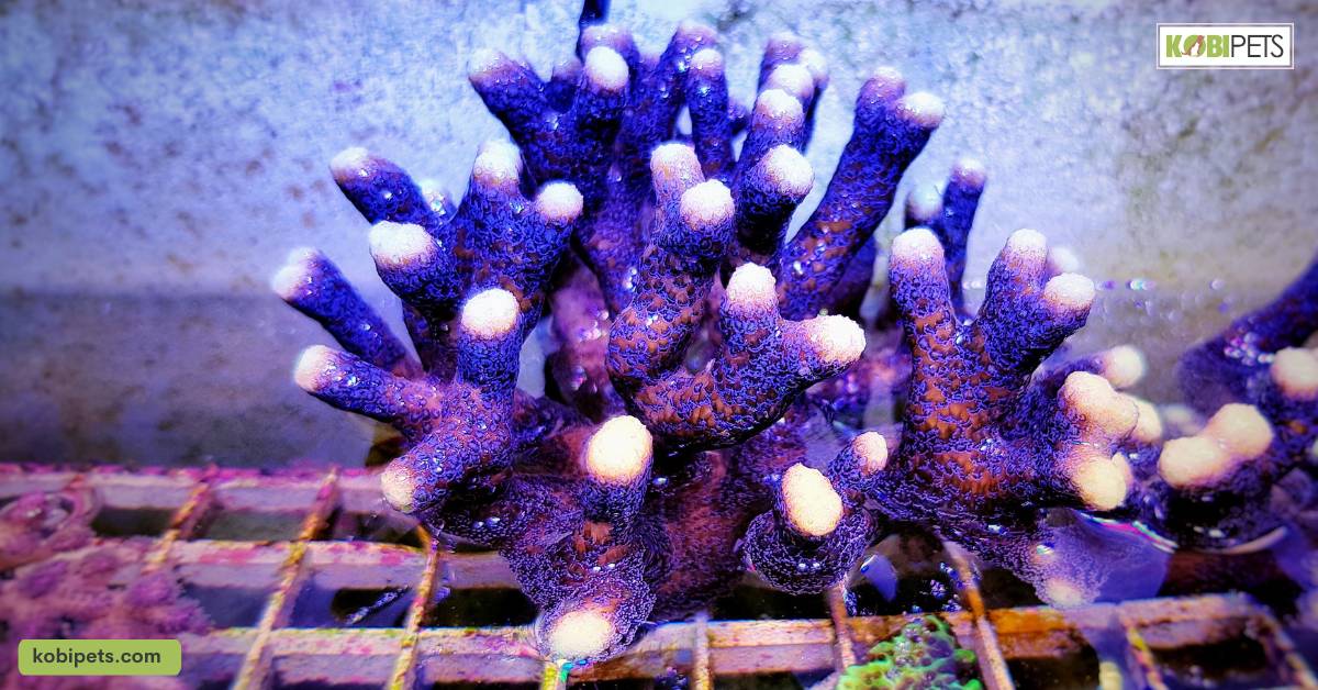 How to Maintain a Saltwater Aquarium