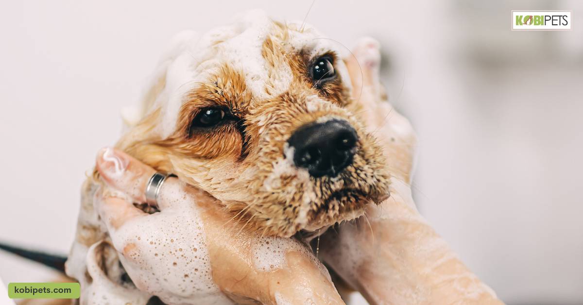 8 Ways to Care for Your Sick Dog